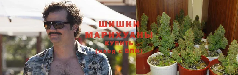 Конопля марихуана  Миньяр 